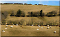 Grazing sheep near Annahilt