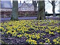 Winter aconites (Eranthis hyemalis), Embleton Hall, Longframlington