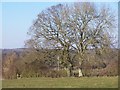 Trees and stile near West Grimstead