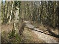 TL9293 : Pingo trail through Cranberry Rough by Hugh Venables