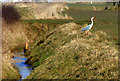 Heron Leaving Dyke