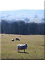 Sheep pasture, Scott House Farm