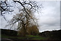 Willow tree, Old Farm