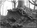 Rock and roots, Gnoll Park, Neath