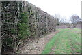 Hedge by the footpath to Cryals Farm