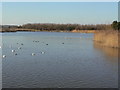 The lake at Rushcliffe Country Park