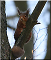 Red Squirrel