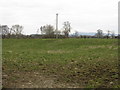 Fields Near Brimfield