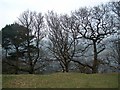 Hilltop trees