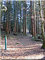 Path in Culloden Forest