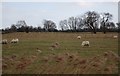 Romney Marsh Sheep, Brack Lane