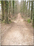 SU6154 : Well used path through trees by Mr Ignavy