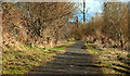 The Lagan towpath, Lisburn (4)