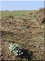 Laneside snowdrops near   Seisdon, Staffordshire