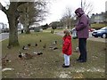 Feeding the birds, Enniskillen