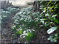 A carpet of snowdrops at Glenaldie House