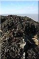 ST4174 : Seaweed Pigeon House Bay by Philip Halling