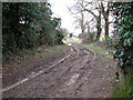 Track into marsh pastures south of Hill Farm