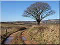 Oak by the West Deane Way