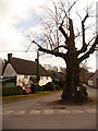 Winterborne Stickland: large tree in West Street