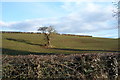 Farmland with lone thorn tree