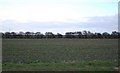 TQ9323 : Field of Sugar Beet by the River Rother by N Chadwick