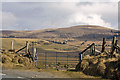 Preseli pasture