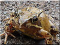 SH9525 : Frog on the track by Peter Aikman