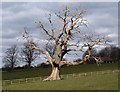 Dead tree near Upton Cheyney