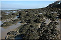 Seaweed in Redcliff Bay