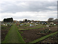 Footpath Through the Allotments