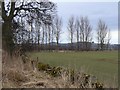 Tree-lined field