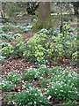 Green Hellebore (Helleborus viridis), Damerham