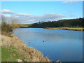 River Trent near Ferry Farm