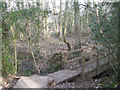 Path through Benthall Woods (II)