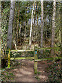 Footpath in Kingsford Forest Park, Worcestershire