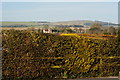 Hedge at Raughmere Farm, Sussex