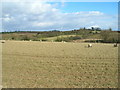 Farmland North of Thurgarton