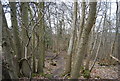 Footpath through woodland near Owl House