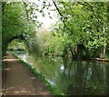 Grand Union Canal towpath Apsley to Hemel Hempstead