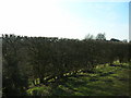 Hedgerow beside Oaks Lane