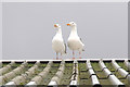 Roof-top gulls, Holmsgarth, Lerwick