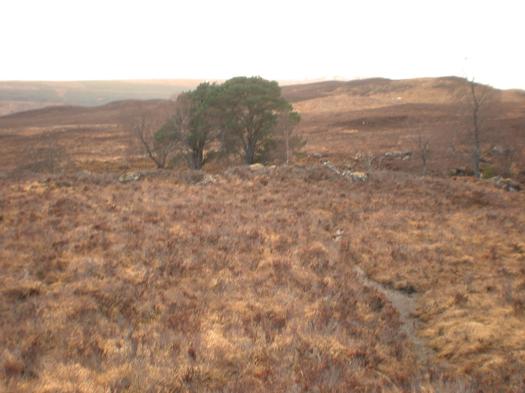 native-trees-by-allt-ruadh-sarah-mcguire-cc-by-sa-2-0-geograph