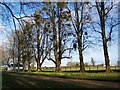 Avenue of trees, Hale House