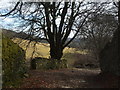 Old tree and stone wall beside an old track