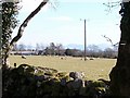 Grazing sheep at Betws Fawr Farm