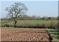 Arable land near Lower Beobridge, Shropshire