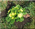 Primroses in the churchyard of St Andrew