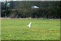 Daventry: blackheaded gull on Easter Way playing field