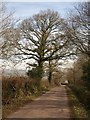 Lane near Thornes Park